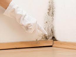 Trusted Portola Valley, CA Mold Removal Services Experts